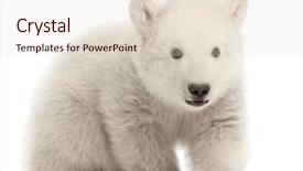  Presentation with polar bear - Amazing PPT layouts having polar bear cub ursus maritimus backdrop and a lemonade colored foreground