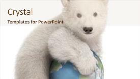  Presentation with polar bear - Beautiful theme featuring polar bear cub ursus maritimus backdrop and a lemonade colored foreground