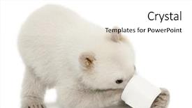  Presentation with polar bear - Colorful slide deck enhanced with polar bear cub ursus maritimus backdrop and a white colored foreground