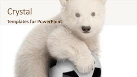  Presentation with polar bear - Slide deck having polar bear cub ursus maritimus background and a lemonade colored foreground