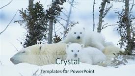  Presentation with polar bear - Presentation having polar bear cubs with mother background and a sky blue colored foreground
