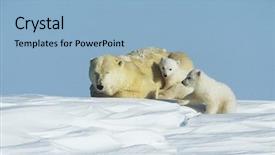  Presentation with polar bear - Colorful PPT layouts enhanced with polar bear cubs with mother backdrop and a light blue colored foreground