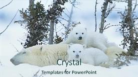  Presentation with polar bear - Cool new presentation design with polar bear cubs with mother backdrop and a sky blue colored foreground