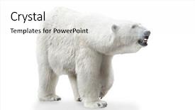  Presentation with polar bear - Cool new slides with polar bear female isolated backdrop and a white colored foreground