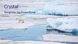  Presentation with polar bear - Presentation theme featuring polar bear in natural environment background and a sky blue colored foreground