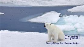  Presentation with polar bear - Presentation featuring polar bear in natural environment background and a lemonade colored foreground