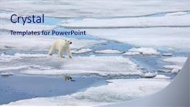  Presentation with polar bear - Amazing presentation having polar bear in natural environment backdrop and a lemonade colored foreground