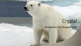  Presentation with polar bear - Presentation theme having polar bear in natural environment background and a light gray colored foreground