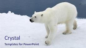  Presentation with polar bear - Colorful PPT theme enhanced with polar bear in natural environment backdrop and a sky blue colored foreground
