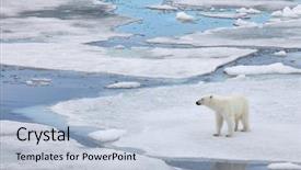  Presentation with polar bear - PPT theme having polar bear in natural environment background and a lemonade colored foreground