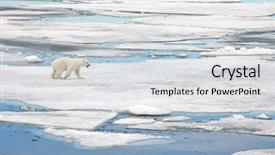  Presentation with polar bear - Presentation theme having polar bear in natural environment background and a sky blue colored foreground