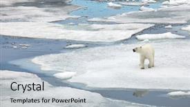  Presentation with polar bear - Audience pleasing presentation consisting of polar bear in natural environment backdrop and a lemonade colored foreground