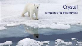  Presentation with polar bear - Presentation design featuring polar bear in natural environment background and a sky blue colored foreground