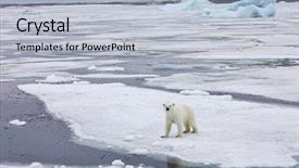  Presentation with polar bear - Beautiful slide set featuring polar bear in natural environment backdrop and a light blue colored foreground