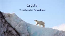  Presentation with polar bear - Beautiful theme featuring polar bear in natural environment backdrop and a sky blue colored foreground