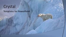 Presentation with polar bear - Presentation design consisting of polar bear in natural environment background and a  colored foreground