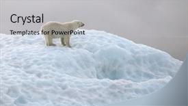  Presentation with polar bear - Slide set featuring polar bear in natural environment background and a light gray colored foreground