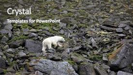  Presentation with polar bear - Cool new theme with polar bear in summer arctic backdrop and a dark gray colored foreground