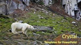  Presentation with polar bear - Presentation design featuring polar bear in summer arctic background and a tawny brown colored foreground