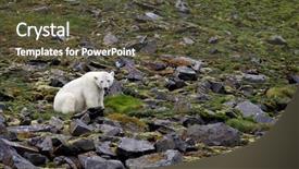  Presentation with polar bear - Beautiful PPT theme featuring polar bear in summer arctic backdrop and a tawny brown colored foreground