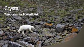  Presentation with polar bear - Presentation design featuring polar bear in summer arctic background and a dark gray colored foreground