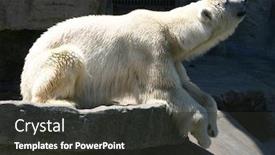  Presentation with polar bear - Slide deck featuring polar bear in vienna zoo background and a dark gray colored foreground