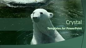  Presentation with polar bear - Presentation design enhanced with polar-bear-in-zoo-summer background and a ocean colored foreground