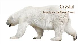  Presentation with polar bear - Colorful slides enhanced with polar bear isolated on white backdrop and a cream colored foreground