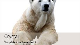  Presentation with polar bear - Audience pleasing presentation design consisting of polar bear isolated on white backdrop and a coral colored foreground
