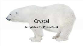 Presentation with polar bear - PPT theme enhanced with polar bear isolated on white background and a light gray colored foreground