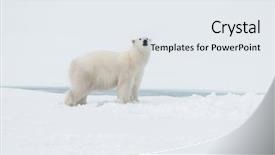  Presentation with north pole - Colorful PPT theme enhanced with polar bear north of spitsbergen backdrop and a sky blue colored foreground