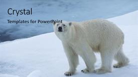  Presentation with polar bear - Presentation theme with polar bear on ice yukon background and a light blue colored foreground