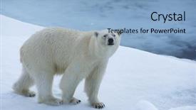  Presentation with polar bear - Presentation theme featuring polar bear on ice background and a light blue colored foreground
