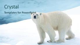  Presentation with polar bear - Presentation having polar bear on ice background and a light blue colored foreground