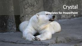  Presentation with polar bear - PPT theme consisting of polar bear resting background and a dark gray colored foreground