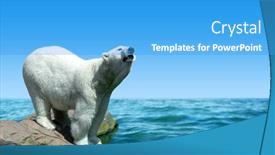  Presentation with polar bear - Slides enhanced with polar bear stand on the rock in the middle of the sea change climate or global warming theme background and a teal colored foreground