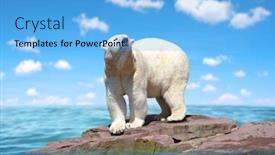  Presentation with polar bear - Amazing slide deck having polar-bear-stand backdrop and a light blue colored foreground