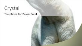  Presentation with polar bear - Audience pleasing presentation consisting of polar-bear-stand backdrop and a white colored foreground