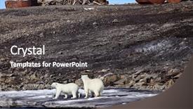  Presentation with survival - Amazing presentation design having polar bear survival in arctic backdrop and a dark gray colored foreground
