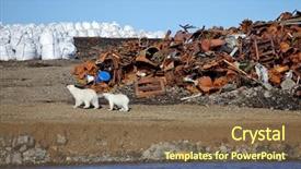  Presentation with polar bear - Cool new PPT theme with polar bear survival in arctic backdrop and a violet colored foreground