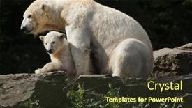  Presentation with polar bear - Presentation design having polar-bear-ursus-maritimus background and a tawny brown colored foreground