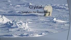  Presentation with polar bear - Audience pleasing presentation theme consisting of polar bear walking in snow backdrop and a seafoam green colored foreground