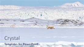  Presentation with north pole - PPT layouts featuring polar-bear-walks-against background and a  colored foreground