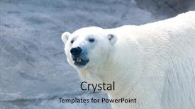  Presentation with polar bear - PPT theme having polar bear background and a light blue colored foreground
