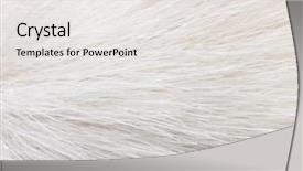  Presentation with white - Audience pleasing slides consisting of polar bears - white fur high magnification close backdrop and a white colored foreground