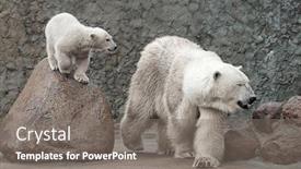 Presentation with polar bears arctic ocean ice - PPT theme featuring polar-bears-family-are-playing background and a gray colored foreground