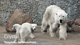  Presentation with family - Amazing PPT theme having polar-bears-family-female backdrop and a gray colored foreground