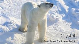  Presentation with manitoba - Amazing PPT layouts having polar-bears-in-churchill-manitoba backdrop and a light gray colored foreground