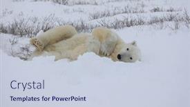  Presentation with manitoba - Slide deck featuring polar-bears-in-churchill-manitoba background and a lemonade colored foreground