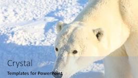  Presentation with manitoba - Slide deck with polar-bears-in-churchill-manitoba background and a light blue colored foreground